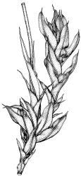 Pseudocrossidium crinitum, detail of perichaetial leaves and base of seta, moist. Drawn from Australian material H.V. Ratkowsky H 104, HO 303000.
 Image: R.D. Seppelt © R.D.Seppelt All rights reserved